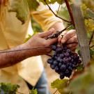 Hands harvesting grapes