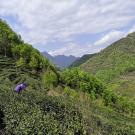 Tea garden village Chayuan Gansu