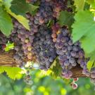 Wine grape ripe and hanging from the vine