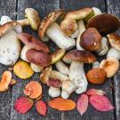 wild mushrooms