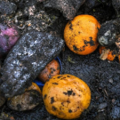  Oranges, apples, squash, and other fruits and vegetables lie in a muddy compost pile at a recycling facility in Placer County, California. UC Davis researchers have found that states’ food waste policies emphasize food waste composting rather than prevention or rescue. (Karin Higgins / UC Davis) Oranges, apples, squash, and other fruits and vegetables lie in a muddy compost pile at a recycling facility in Placer County, California. UC Davis researchers have found that states’ food waste policies emphasize 
