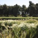Wheat field