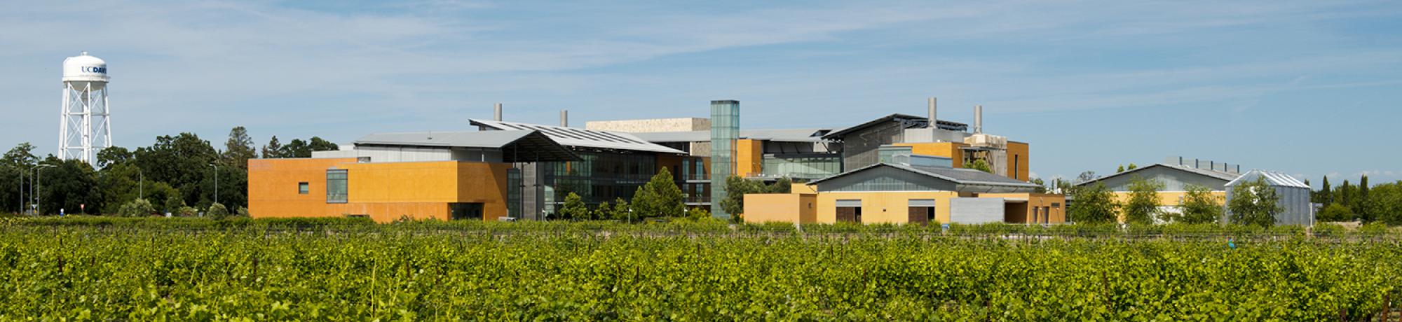 RMI vineyard