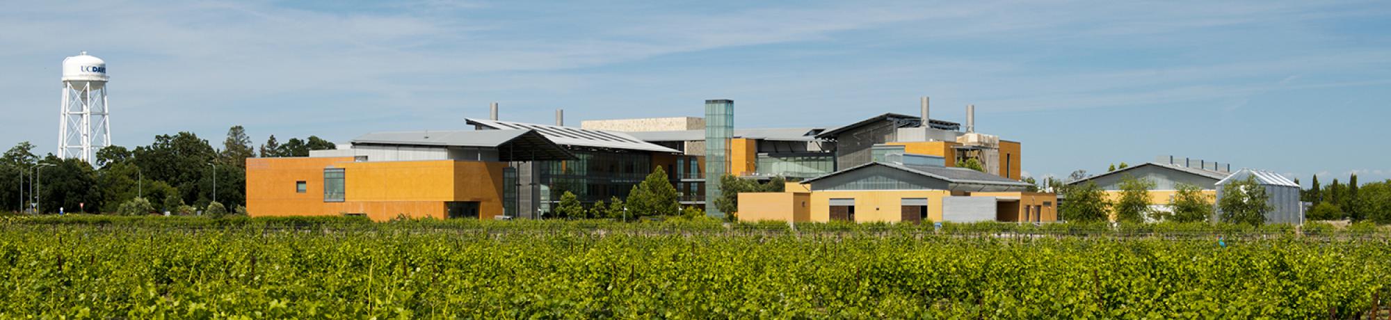 RMI vineyard