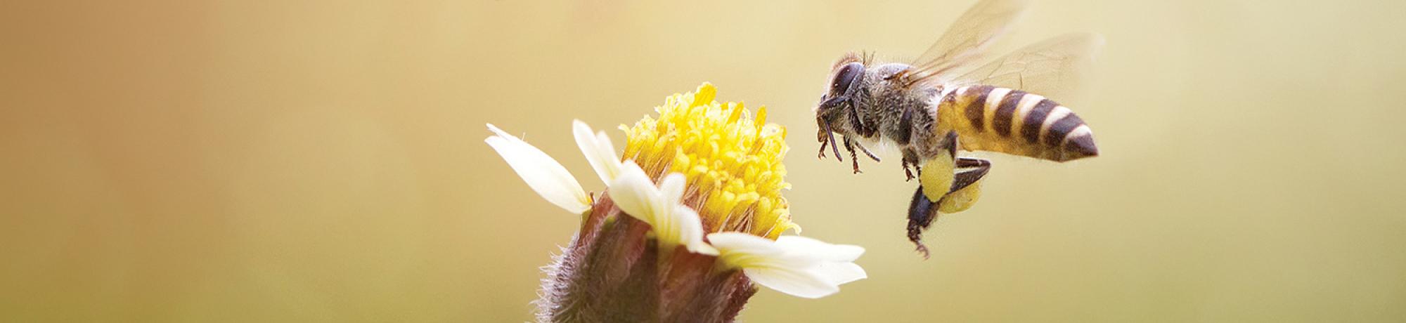 Bees