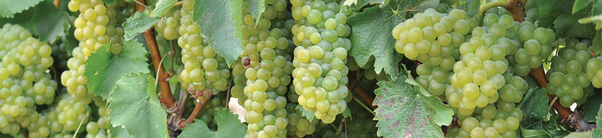 Green grapes on the vine