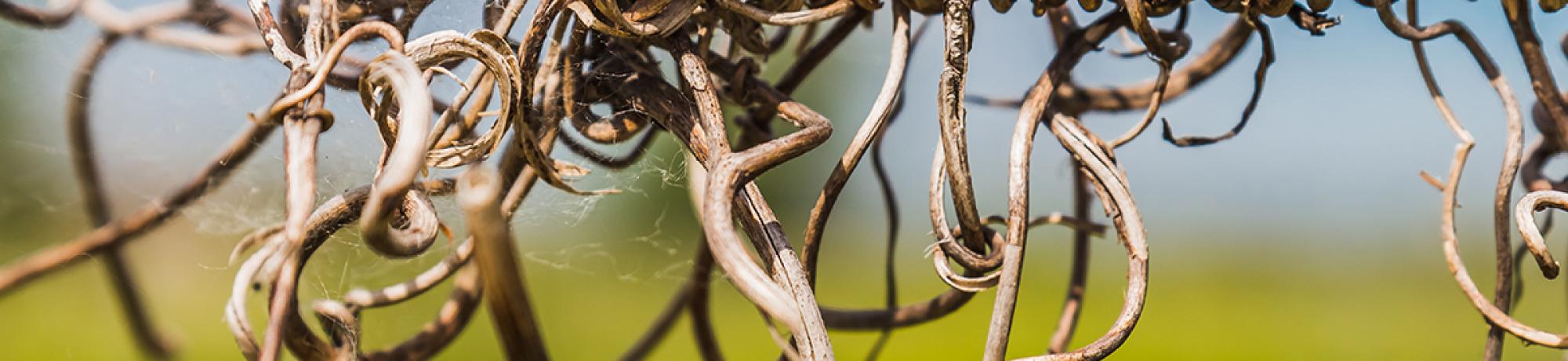 Dry grapevines