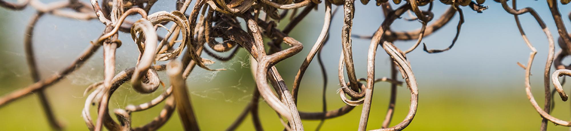 Dry grapevines