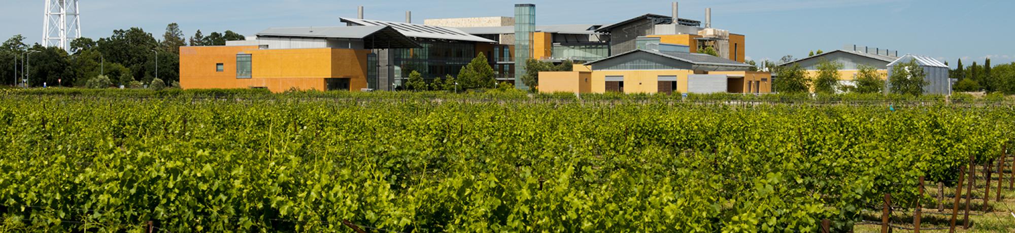RMI vineyard and complex